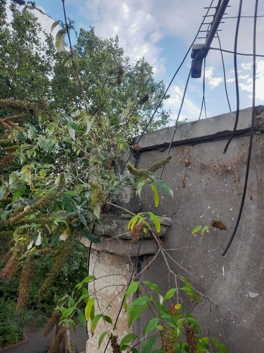 General Building — Solomans Butchers, image 15